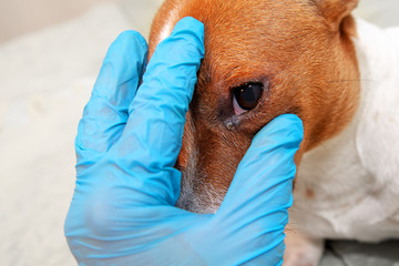 Sick dog with infected crusty eyes examination. Inspection, blepharitis. Close up of redness and...