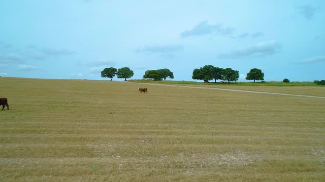 Drone View Of Cows Herd, Grazing Peacefully In Harvested Field