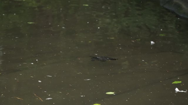 medium long shot of a turtle swimming (4K)
