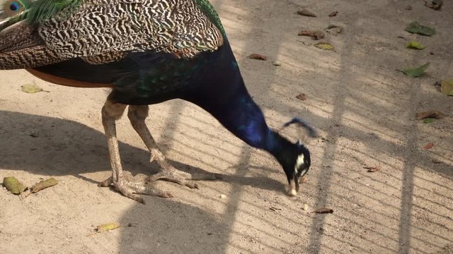 medium close up of a colorful peacock eating bread (4K)