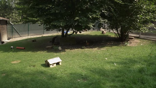 long shot of chicken walking outside (4k)