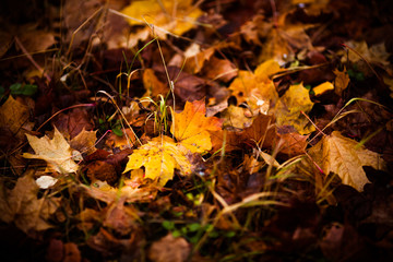 Yellow leaves on the ground. Fallen leaves in autumn