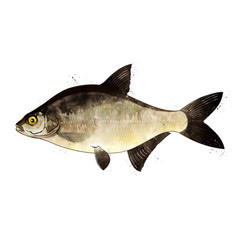Bream, watercolor isolated illustration of a fish.