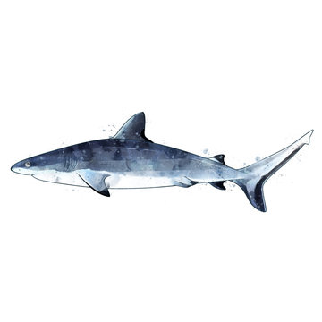Gray Shark, watercolor isolated illustration of a fish.