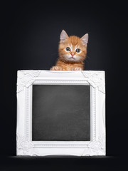 Cute little red shorhair kitten, standing behind blackboard filled white photo frame. Looking straight at camera with greenish eyes. Isolated on black background.