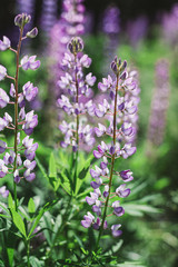 Beautiful purple lupin flowers blooms in the field.