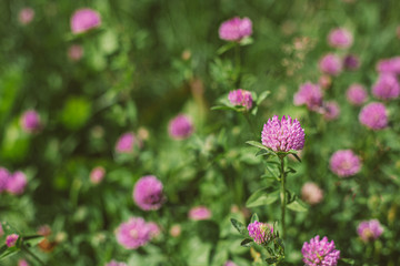 Beautiful clover flowers blooms in the field.