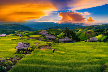 Sunset at rice field terrace in Ban pabongpiang, Mae Cham, Chiang Mai, Thailand.