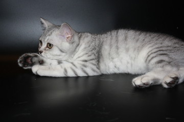 very beautiful spotted silver Scottish straight cat