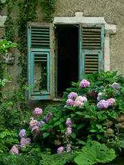 abandoned house broken  window with  pink hydrangea flowers
