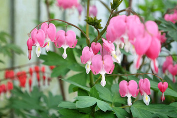 Fototapeta premium Lamprocapnos spectabilis, or Asian Bleeding Heart in flower