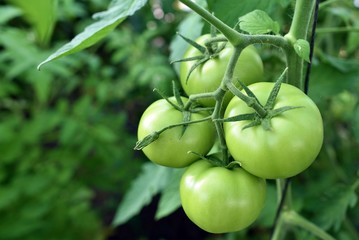 green tomatoes on a vine