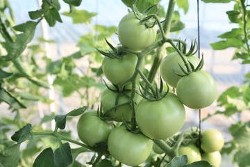 green tomatoes on a tree