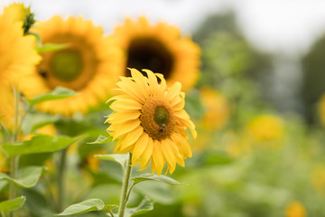 Sonnenblumenfeld im Juli