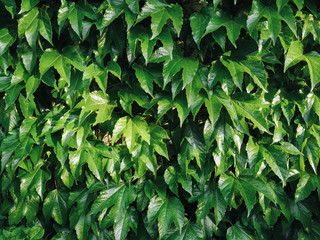 Fototapeta na wymiar Green leaves wild grape. Natural background.