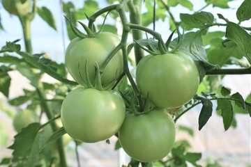 green tomatoes in the garden