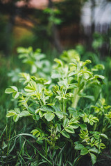 Young Fresh Leaves Of Rose Hip Or Rosehip.
