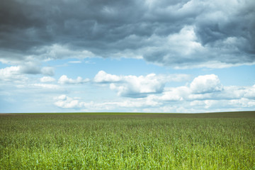 Obraz premium Countryside Rural Field Landscape With Young Wheat Sprouts In Spring Cloudy Day. Agricultural Field. Young Wheat Shoots. Panorama