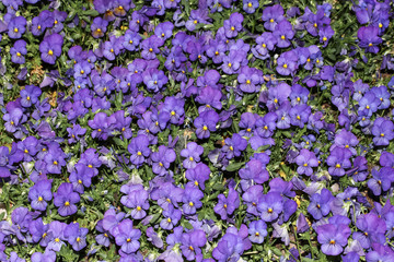 Obraz premium Kleine blaue Blüten des Stiefmütterchens, Hornveilchens, Viola wittrockiane