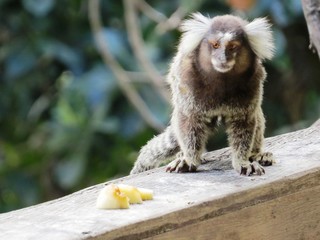 Affe