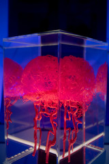 BRAIN INSIDE A TRANSPARENT BOX
