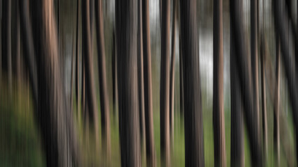abstract striped background forest 