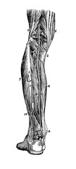 Veins, muscles and tendons of the leg from the back in the old book Human body anatomy by Dr. Holstein, vol. 4, S. Petersburg, 1861