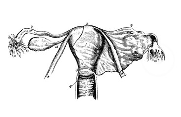 Female reproductive system in the old book Human body anatomy by Dr. Holstein, vol. 4, S. Petersburg, 1861