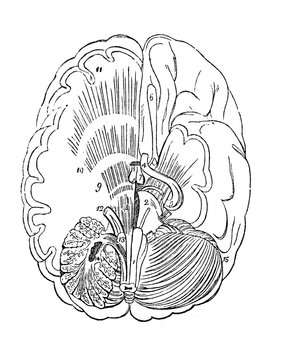 The brain from the bottom in the old book Human body anatomy by Dr. Holstein, vol. 4, S. Petersburg, 1861