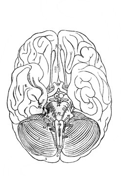 View of brain from the top in the old book Human body anatomy by Dr. Holstein, vol. 4, S. Petersburg, 1861