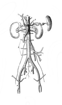Vessels and kidneys in the old book Human body anatomy by Dr. Holstein, vol. 4, S. Petersburg, 1861