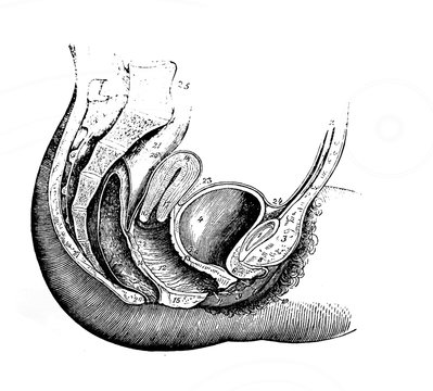 Female reproductive system in section in the old book Human body anatomy by Dr. Holstein, vol. 4, S. Petersburg, 1861