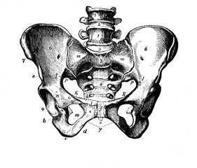 The structure coccyx in the old book Human body anatomy by Dr. Holstein, vol. 4, S. Petersburg, 1861 - obrazy, fototapety, plakaty