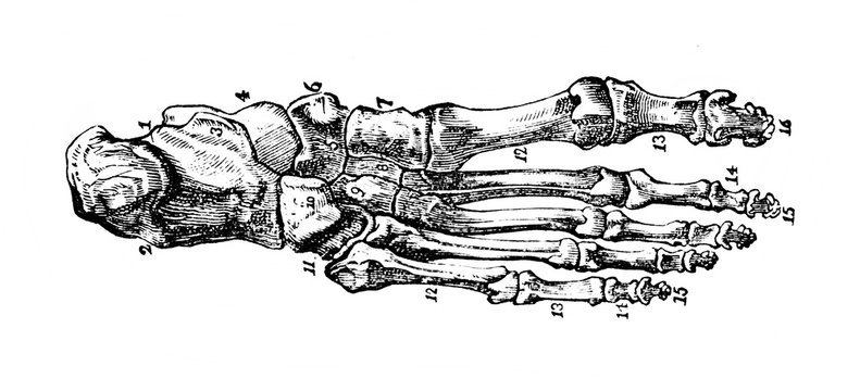 Bone structure of the foot in the old book Human body anatomy by Dr. Holstein, vol. 4, S. Petersburg, 1861