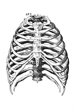 Rib cage in the old book Human body anatomy by Dr. Holstein, vol. 4, S. Petersburg, 1861