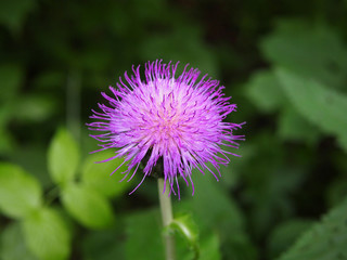 Beautiful, purple Thistle flower, close-up, macro photo. Summer nature, close-up on a blurry green background.