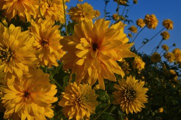 Bright yellow perennial Golden Glow (Rudbeckia laciniata) double-flowered plant.Rudbeckia laciniata yellow flowers in garden closeup