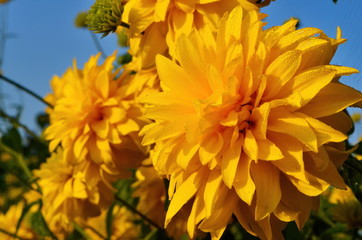 Bright yellow perennial Golden Glow (Rudbeckia laciniata) double-flowered plant.Rudbeckia laciniata yellow flowers in garden closeup