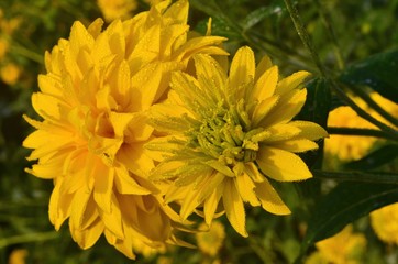 Bright yellow perennial Golden Glow (Rudbeckia laciniata) double-flowered plant.Rudbeckia laciniata yellow flowers in garden closeup