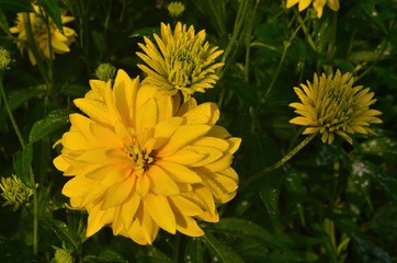 Bright yellow perennial Golden Glow (Rudbeckia laciniata) double-flowered plant.Rudbeckia laciniata yellow flowers in garden closeup
