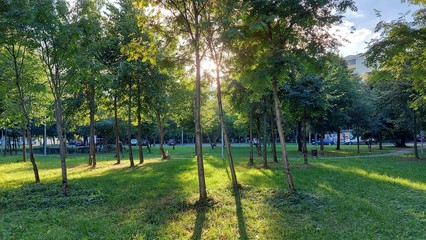 trees in the park