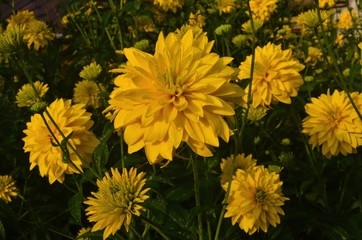 Bright yellow perennial Golden Glow (Rudbeckia laciniata) double-flowered plant.Rudbeckia laciniata yellow flowers in garden closeup