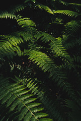 Fototapeta na wymiar 光が当たった緑の葉