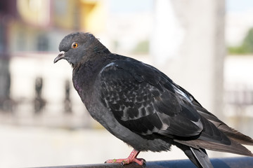 Urban wild pigeons