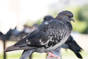 Urban wild pigeons