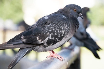 Urban wild pigeons