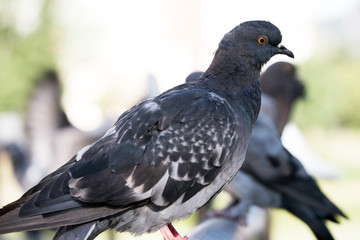 Urban wild pigeons
