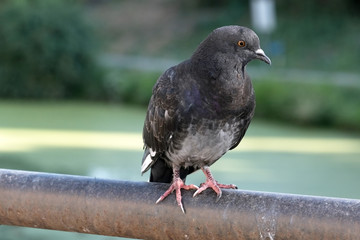 Urban wild pigeon