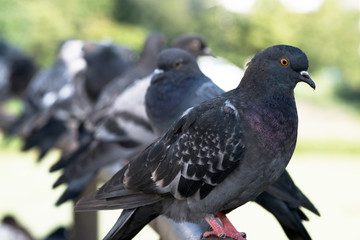Urban wild pigeons