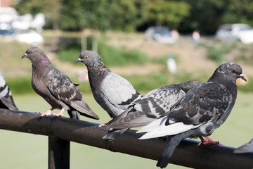 Urban wild pigeons